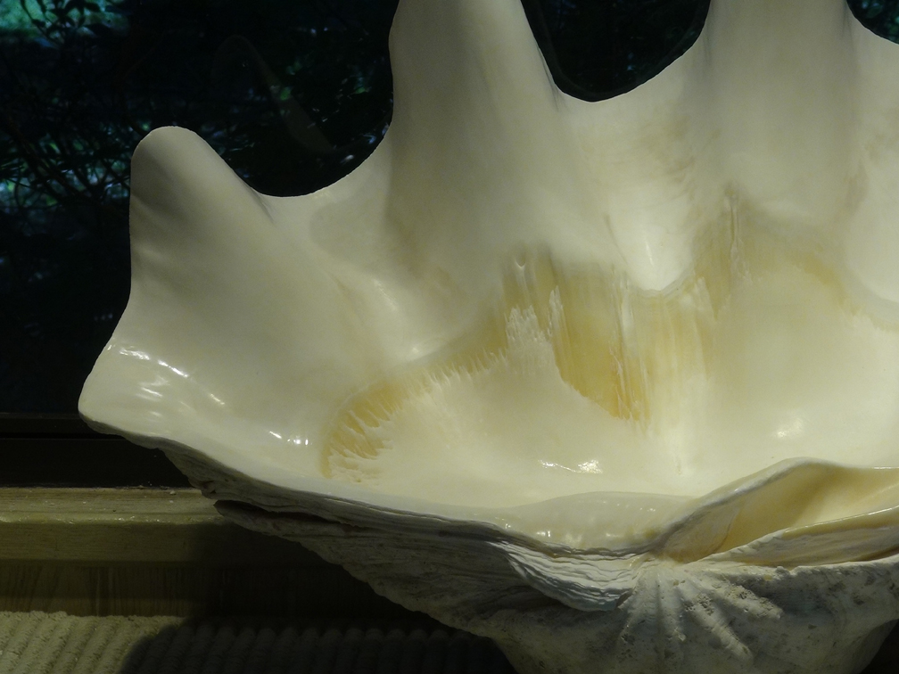 conch shell sink