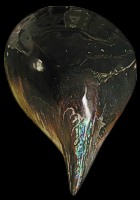 Polished Pen Shell - Click For Larger View