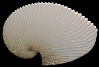 Paper Nautilus  - Click For Larger View