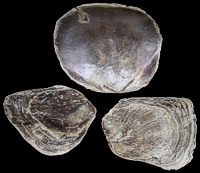 Placuna Oyster - Click For Larger View