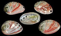 Polished Red Abalone - Click For Larger View