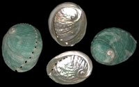 Ruber Green Abalone - Click For Larger View
