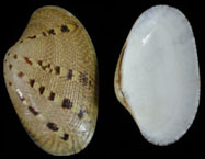 Venus Clams - Click For Larger View
