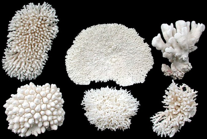 6 PC White Coral Assortment - Click For Larger View