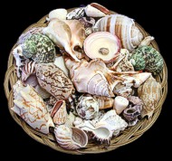 Giant Shell Basket 12 - Click For Larger View