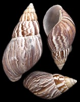 Japanese Land Snail - Click For Larger View