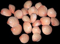 Baby Pink Clam - Click For Larger View
