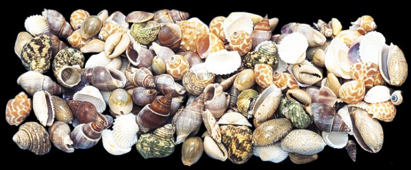 Indian Ocean Mix (Medium) - Click For Larger View