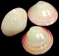 Polished Tiger Clam (Pairs) - Click For Larger View