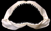 Grade A Shark Jaws - Click For Larger View