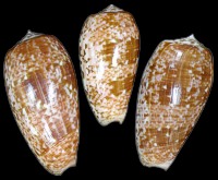 Conus Bullatus - Click For Larger View