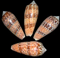 Conus  Dusaveli - Click For Larger View