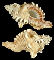 Cymatium Perryi - Click For Larger View