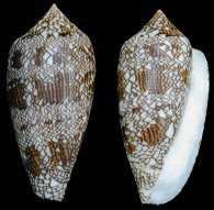 Conus Textile - Click For Larger View