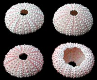 Pink Sea Urchin - Click For Larger View