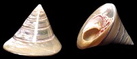 Large Pearl Troca  - Click For Larger View