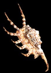 Lambis Scorpio - Click For Larger View