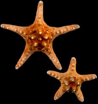 Knobby Starfish - Click For Larger View