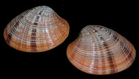 Callista Erycina clams - Click For Larger View