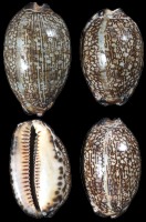 Arabic Cowrie - Click For Larger View