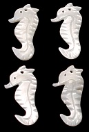 Troca Seahorse - Click For Larger View