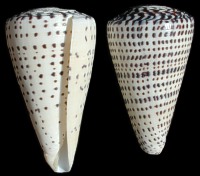 Conus Leopardus - Click For Larger View