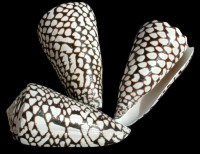 Conus Marmoreus - Click For Larger View