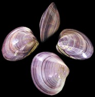 Purple Clam (Pairs) - Click For Larger View