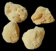 Silk Facial Sponges - Click For Larger View
