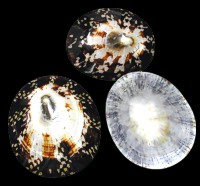 Polished Oval Limpet (Hawaii) - Click For Larger View