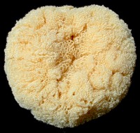 Bath Sponges - Click For Larger View