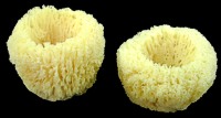 Small Bowl sponges - Click For Larger View