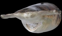 Hammerhead Shark - Click For Larger View
