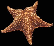 Bahama Starfish - Click For Larger View