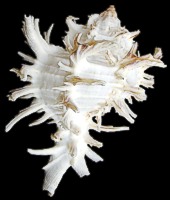 Murex Indivia Albino - Click For Larger View