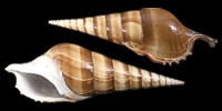  Tibia Curta - Click For Larger View