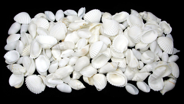 Medium White Shell Mix - Click For Larger View