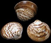 Bittersweet Clam Prs - Click For Larger View