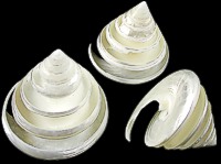 Spiral Cut Silver Troca - Click For Larger View