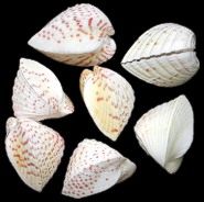 Hemi Cardium (pairs) - Click For Larger View