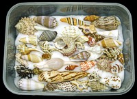 Specimen Box Approx 40 pcs - Click For Larger View