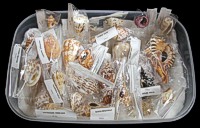 Specimen Shells Approx 20 pcs - Click For Larger View