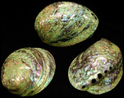 Paua Grade B - Click For Larger View
