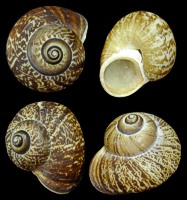 Fernandezi Snails - Click For Larger View