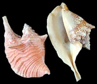 Strombus Gallus-rooster conch - Click For Larger View