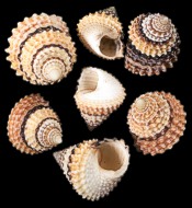 Candy Snails - Click For Larger View