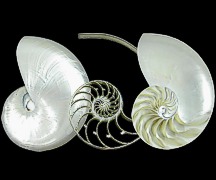 Pearl Nautilus 3 Section - Click For Larger View