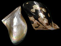 Polished Brownlip oyster - Click For Larger View