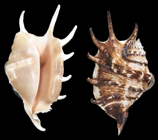 How to Clean and Polish Seashells images foto How to Clean and Polish Seashells