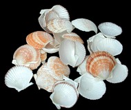 Baby Deep scallop - Click For Larger View